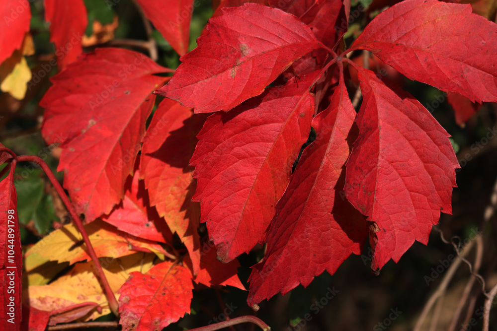 Close-up of Virginia creeper plant iwith bright red leaves n autmn. Red climbing vine Parthenocissus quinquefolia Close-up of Virginia creeper plant iwith bright red leaves n autmn. Red climbing vine Parthenocissus quinquefolia