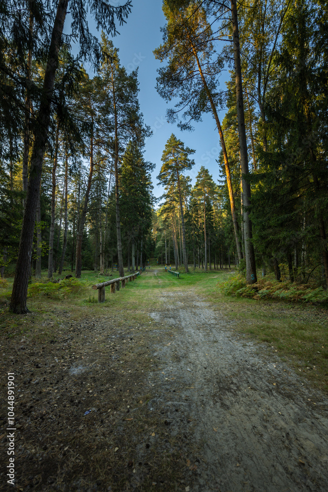 Fototapeta premium A path through a forest with a bench along the way