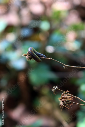 Black segmented Tachypodoiulus niger, european species of millipede on plant  photo