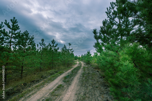 A dirt road in a forest with trees on both sides