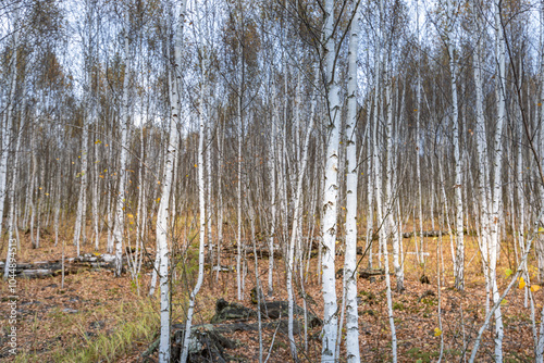 A forest of birch trees with a few fallen branches