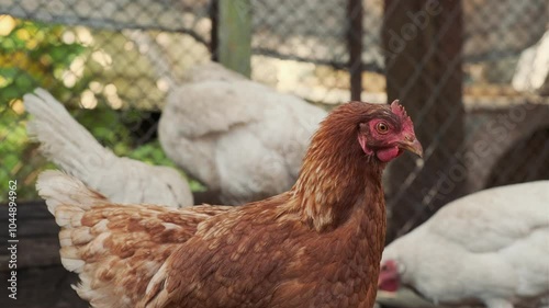 Brown hen wandering in a sunny farmyard among other chickens on a warm afternoon