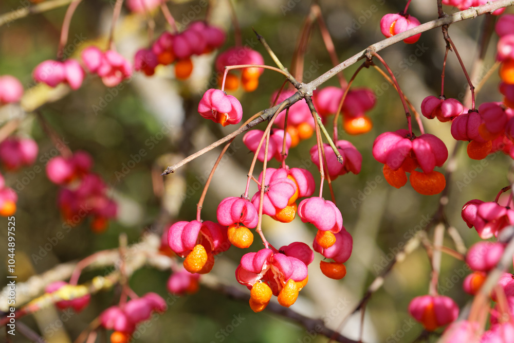 Geöffnete Fruchtkapseln des Pfaffenhütchens - Euonymus europaeus - im Herbst Geöffnete Fruchtkapseln des Pfaffenhütchens - Euonymus europaeus - im Herbst