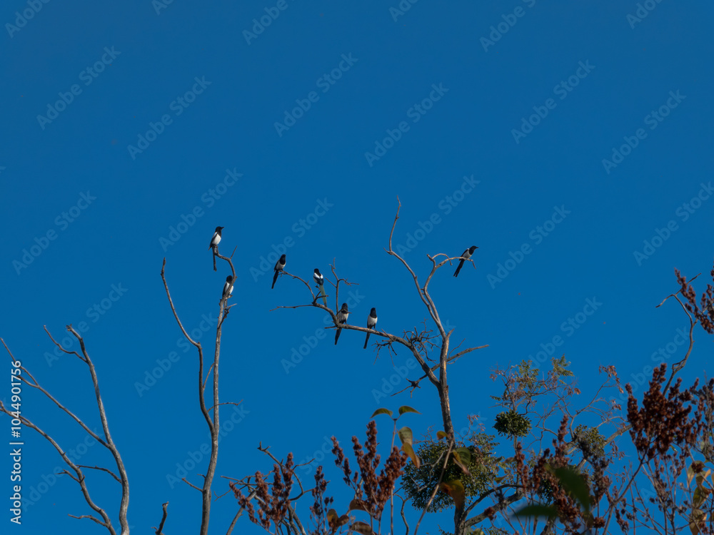 Magpies are sitting on the branches of a dry tree