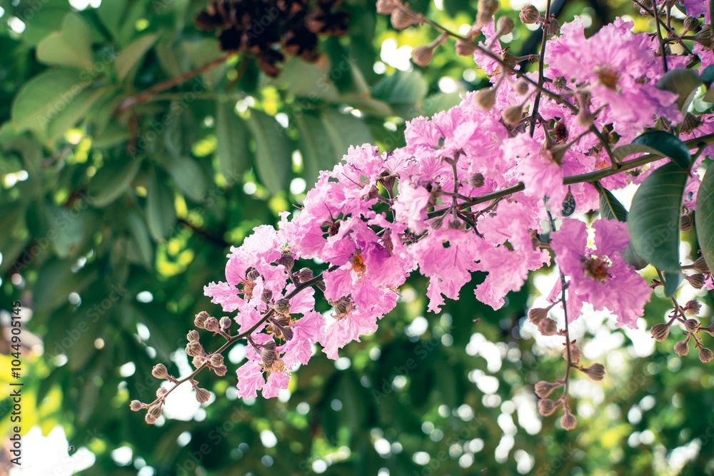 Obraz premium Beautiful Pink and White Tabebuia Rosea Flowers