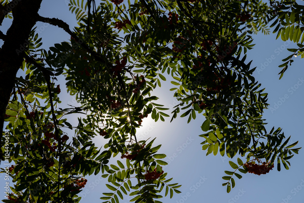 the beautiful foliage of the mountain ash in sunny weather the beautiful foliage of the mountain ash in sunny weather