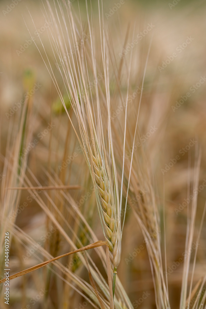 wheat field after a thunderstorm and rain wheat field after a thunderstorm and rain