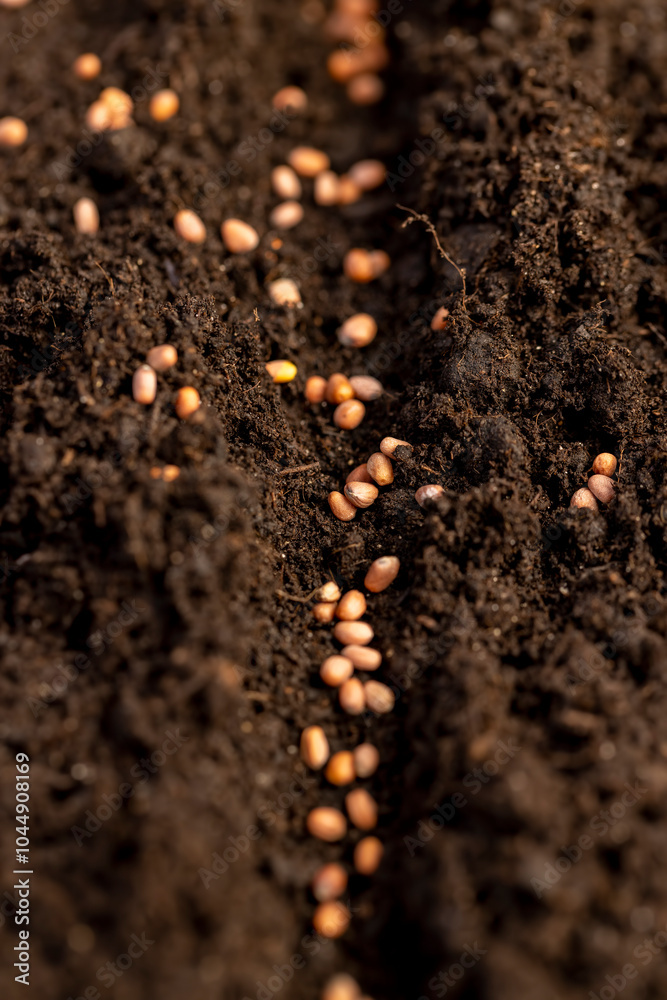 seeds of the same radish variety sown in fertile soil seeds of the same radish variety sown in fertile soil