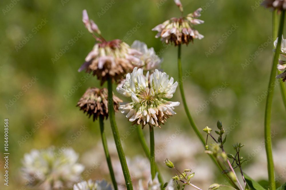 a clover blooming with white flowers in early summer a clover blooming with white flowers in early summer