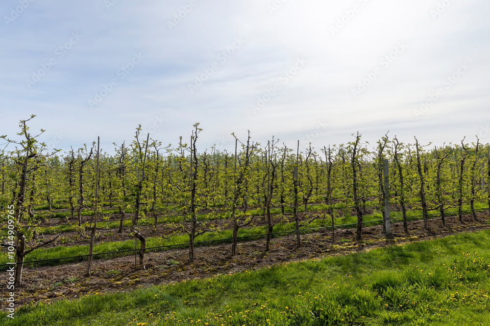 growing apples and other fruits on an industrial scale
