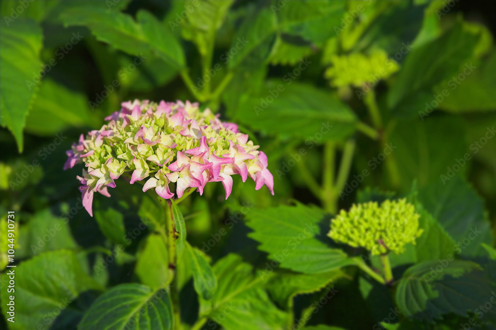 Flowers, nature and hydrangea with leaves in garden for eco friendly, blossom or ecology. Outdoor, greenery and pink floral plants at park for botany, growth or sustainability field in spring. Flowers, nature and hydrangea with leaves in garden for eco friendly, blossom or ecology. Outdoor, greenery and pink floral plants at park for botany, growth or sustainability field in spring.