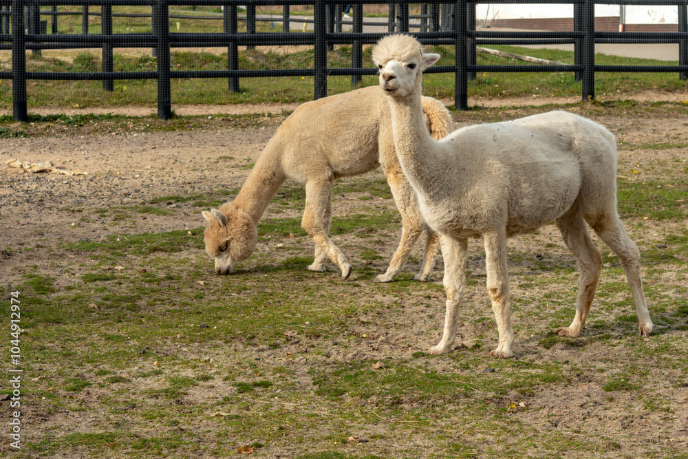 Obraz premium Two Alpacas Grazing in a Peaceful Countryside Farm