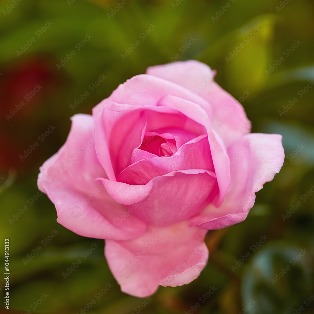 Garden, environment and rose with petals in nature for eco friendly, blossom and growth in summer. Outdoor, floral and plant with flower by greenery for blooming, botany and natural sustainability Garden, environment and rose with petals in nature for eco friendly, blossom and growth in summer. Outdoor, floral and plant with flower by greenery for blooming, botany and natural sustainability