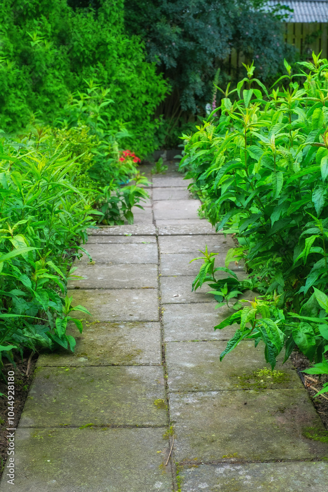 Nature, garden and tiles with path in morning for environment, ecosystem and landscape. Natural background, empty backyard and outdoors with plants, flowers and leaf with trail for gardening design Nature, garden and tiles with path in morning for environment, ecosystem and landscape. Natural background, empty backyard and outdoors with plants, flowers and leaf with trail for gardening design