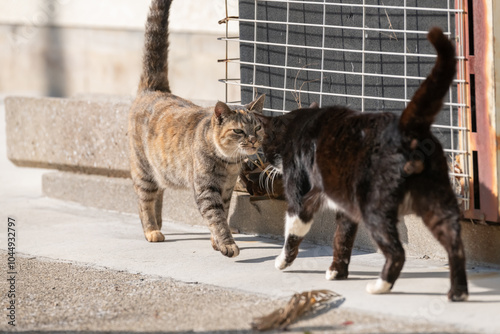 仲良しな二匹の猫 photo