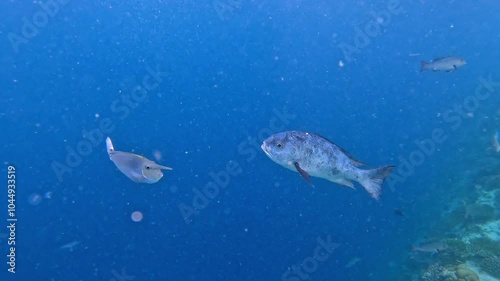 Black and white snapper fish swimming in the blue Indian Ocean near Ellaidhoo island, the Maldives photo