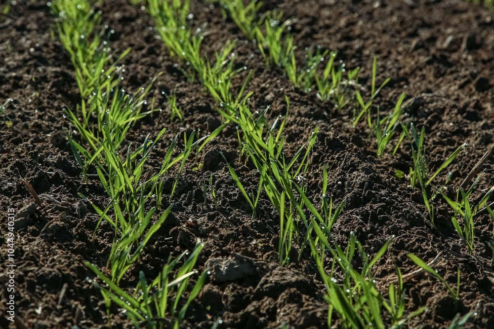 Young wheat seedlings growing in a field. Young green wheat growing in soil. agriculture. Sprouts of rye Young wheat seedlings growing in a field. Young green wheat growing in soil. agriculture. Sprouts of rye