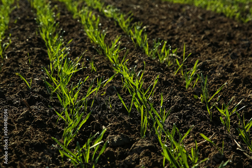 Young wheat seedlings growing in a field. Young green wheat growing in soil. agriculture. Sprouts of rye