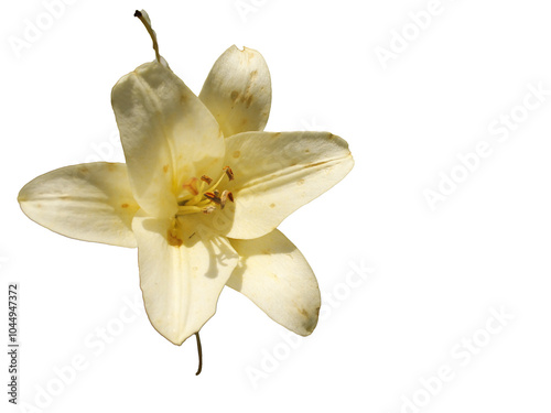 white flower isolated on white
