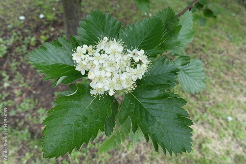 1 corymb of white flowers of Sorbus aria in mid May photo