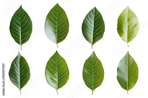 Set of avocado tree leaf isolated on white background. Full Depth of field. Focus stacking