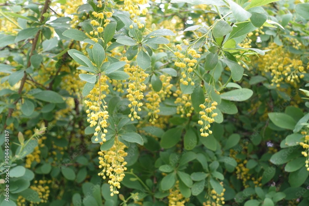 Closed buds and yellow flowers of Berberis vulgaris in May Closed buds and yellow flowers of Berberis vulgaris in May