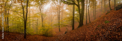 Autumn forest