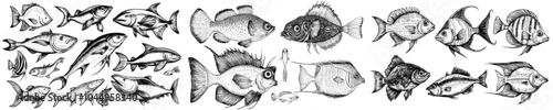 An illustration in woodcut style of a set of fish arranged in a sea, ocean, river and lake. Hand drawn with contour lines against a background of blue paint smears or brushstrokes.