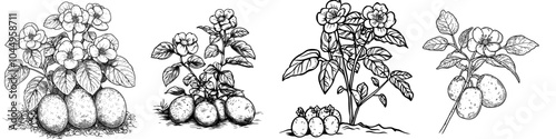 This is a minimalist outline drawing of a potato plant with flowers, roots, and tubers. This edible cultivated tuberous crop is hand drawn with contour lines against a white background. A modern and