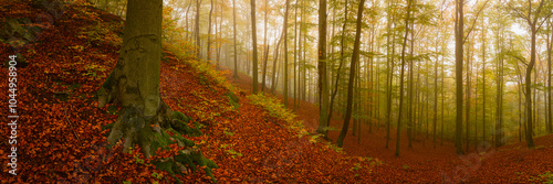 Autumn forest