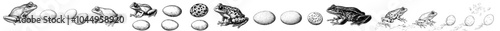 A black and white illustration of an aquatic amphibian life cycle. Set reproduces the transformation process of a tadpole into a frog.