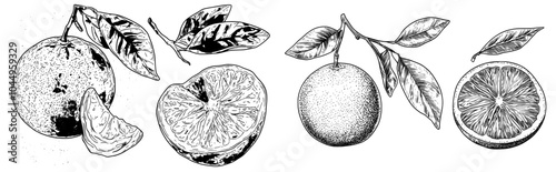 Japanese yuzu fruit outlined in a traditional etching. Old Asian citron cut into half. Hand-drawn modern illustration isolated on white.