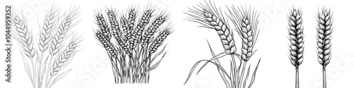 Hand-drawn modern illustration of wheat spikelets isolated on white background with ears, grains, stems, and spikes. Vintage engraved drawing of farm field seed.