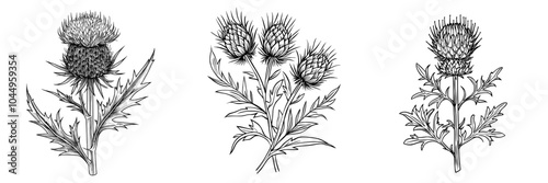 Detailed sketch of field floral plant. Vintage drawing of herb with thorns. Handdrawn modern illustration isolated on white.