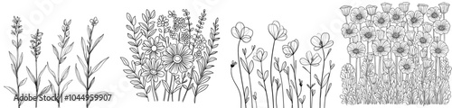 The outline of buckwheat. A vintage monochrome illustration of a field cereal plant with flowers and seeds. A grain plant engraving in the retro style. A botanical modern illustration isolated on