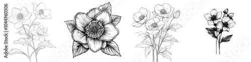 This retro-styled botanical illustration illustrates a blooming Helleborus orientalis blooming on a white background. Vintage detailed engraved illustrations isolated on white.