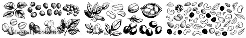 A hand-drawn illustration of nuts leaves and fruits on branches. Raw walnut, hazelnut, almond, peanut, cashew, macadamia kernels with cracked shells.