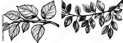 The branch of a leaf, with green leaves on a twig, botany drawn in retro style. Traditional realistic natural elements, sprigs. Modern botanical illustration on white background.