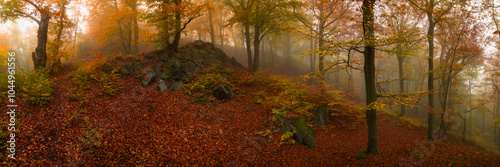 Autumn forest