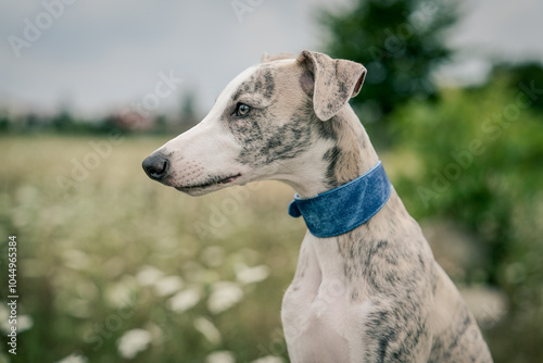 Photos A close up portrait of a beautiful whippet puppy wearing a denim collar