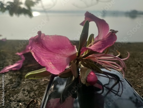 Reflection of Mountain Ebony or Kanchnaar plant flowering. Bauhinia Variegata