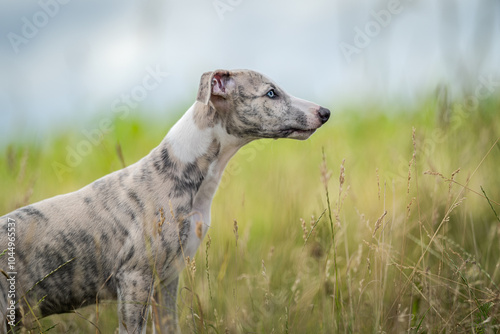Quadro em tela Tiny puppy whippet with blue eyes close up portrait