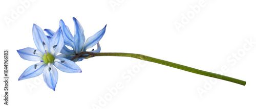 Fotografie Blue scilla flowers isolated on white or transparent background