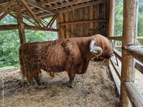 Obraz na płótnie Vietnamesisches Hängebauchschwein in einem Streichelzoo w salonie