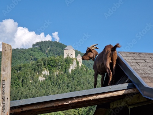 Ziegen in einem Streichelzoo