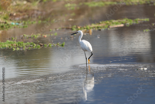 Little Egrest is foraging in the river. The Little egret (Egretta garzetta) is small elegant heron in the family Ardeidae. photo