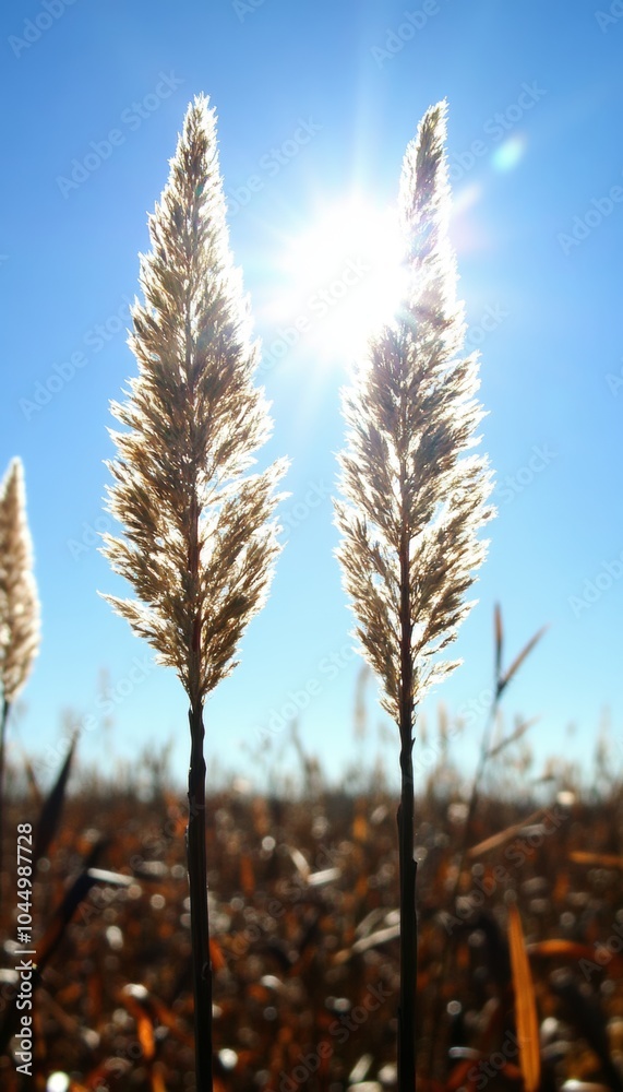 Obraz premium Two tall grasses stand out against a bright blue sky, backlit by the sun.