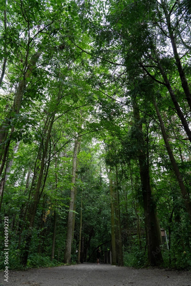 Fototapeta premium Serene forest path with lush greenery