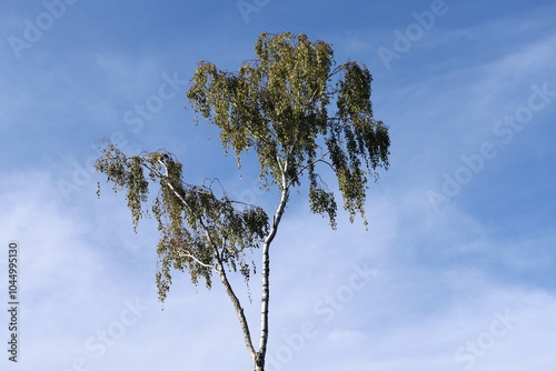 Detail of leafs Betula pendula tree, silver birch. Fall. photo