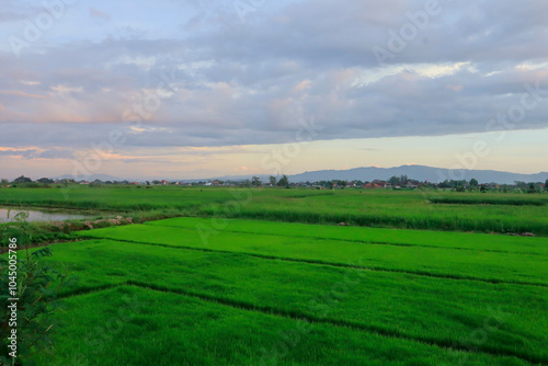 A beautiful view of lush green rice fields stretching across the landscape under a soft, cloudy evening sky. The vibrant greenery of the fields contrasts with the pastel hues of the sunset